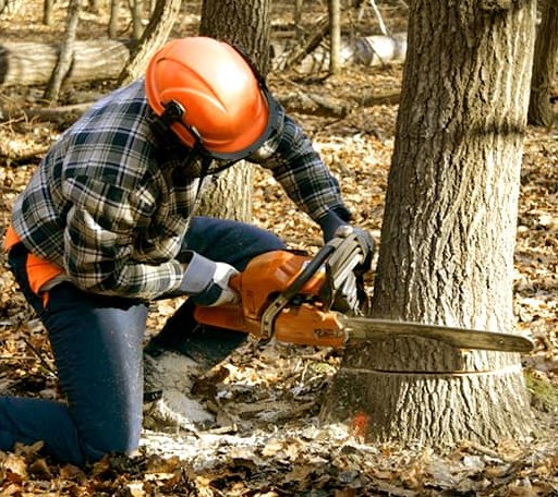 Tree Removal in Webster, SD